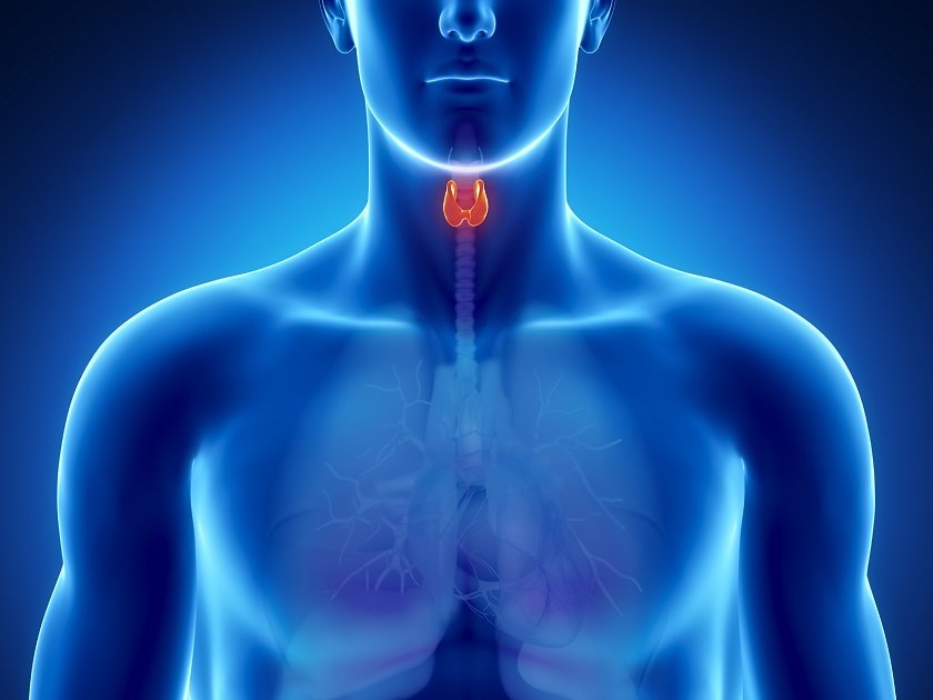La dieta adecuada para hipotiroidismo y otros problemas de tiroides